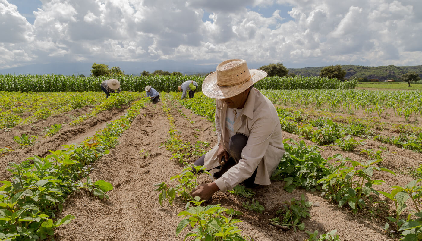 Mudanças climáticas causam riscos à saúde de 70% dos trabalhadores