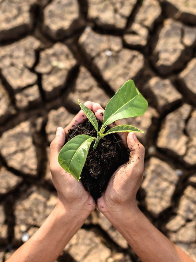 Veja pequena atitude que pode ajudar a reduzir a crise climática