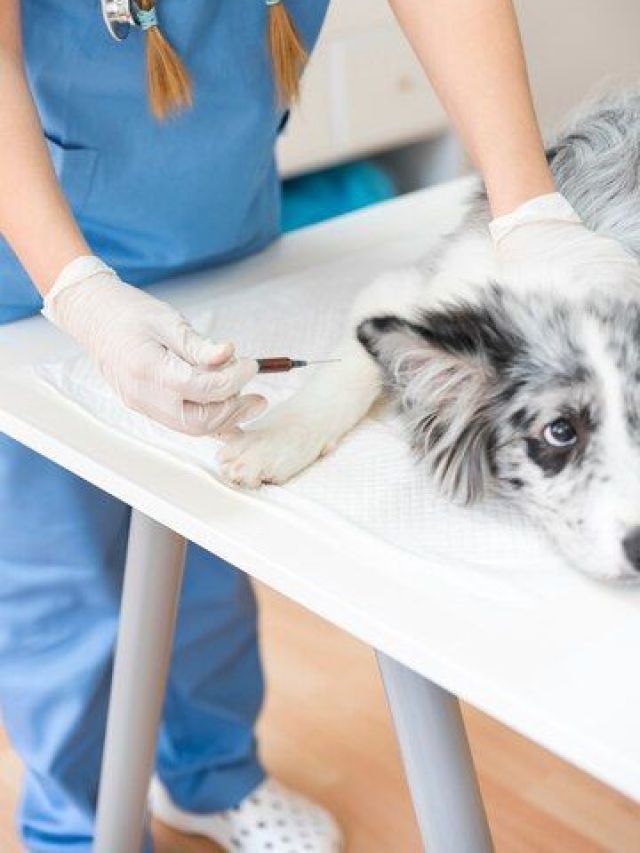 Pet internado? Confira quatro dicas do que fazer nesses casos