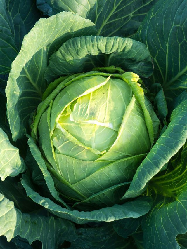 Receita feita com repolho é aliada de saúde intestinal; veja