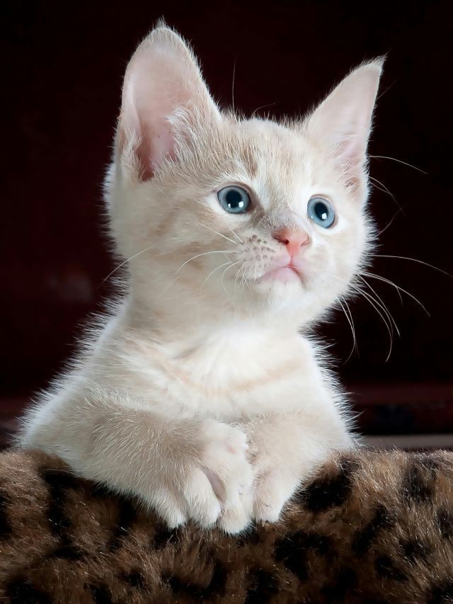 Admiração inspirou autora para “Vou te Receitar um Gato”