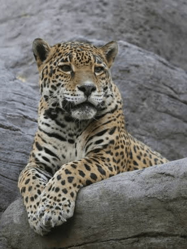 Onça-pintada: animal não vê humano como presa natural, diz instituto