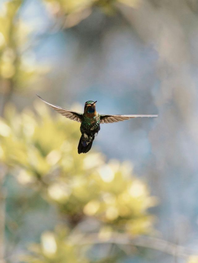 Aves beijoqueiras estão ameaçadas no Cerrado, diz pesquisador